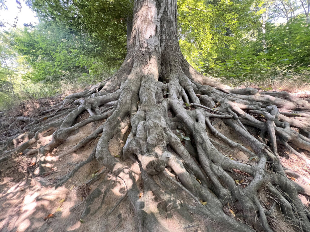 Die Wurzeln eines Baumes